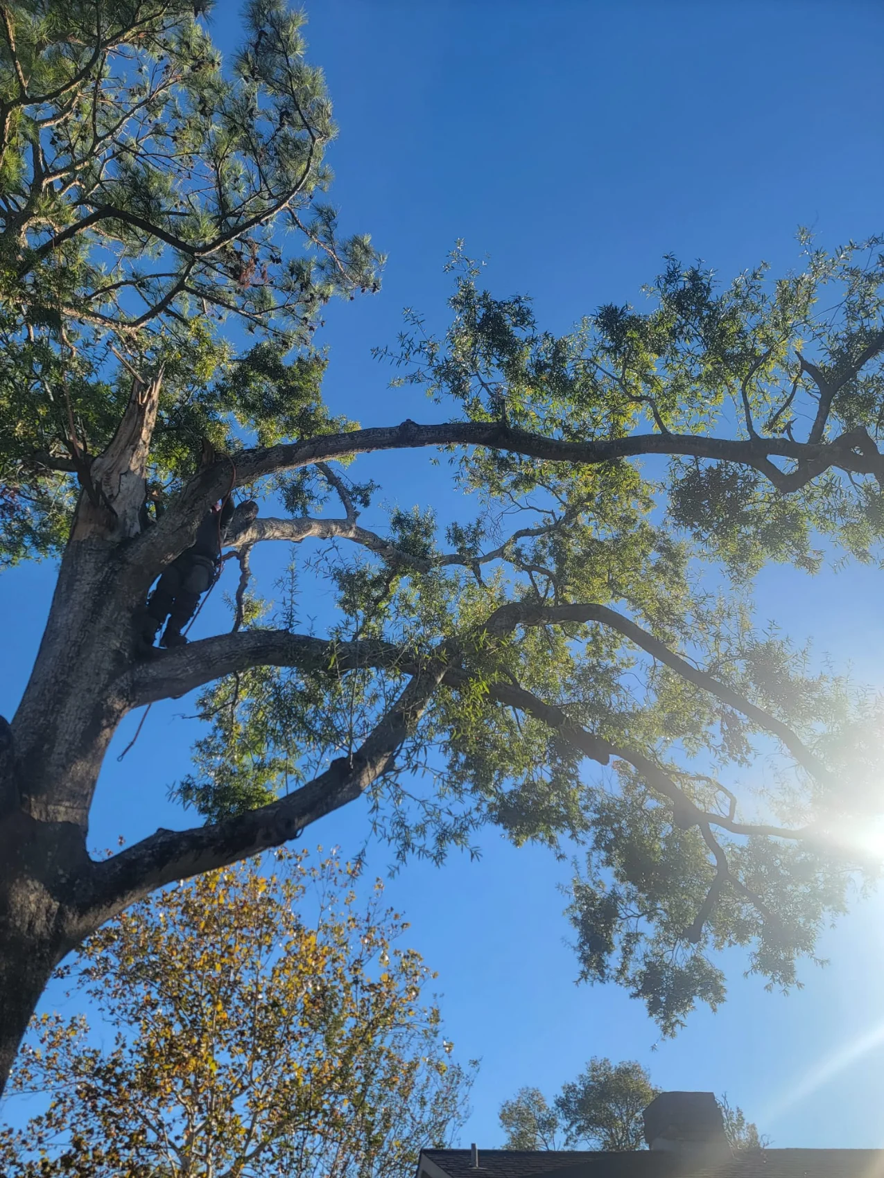 Granding,general tree,stump grinding ,wood fencing in Dickinson TX